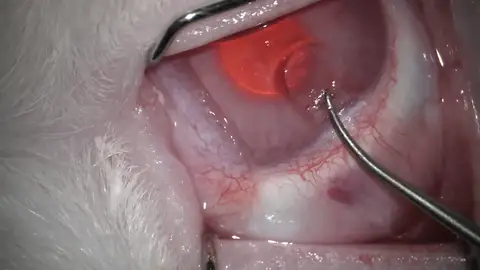 Implante de córnea con escamas de peces Implante de córnea con escamas de peces