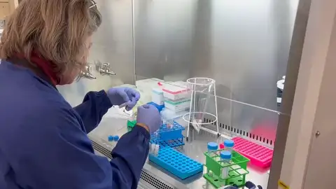 Investigadores de CNAG han investigado el epicentro del cerebro para comprender cómo evolucionan las enfermedades cerebrales Investigadores de CNAG han investigado el epicentro del cerebro para comprender cómo evolucionan las enfermedades cerebrales