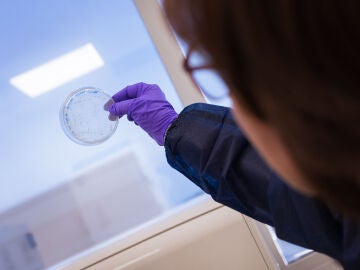 Un anticuerpo contra una peligrosa bacteria hospitalaria multirresistente abre una nueva v&iacute;a para combatir infecciones