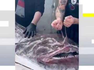 Un rape de 40 kilos causa sensaci&oacute;n en la localidad de Bermeo