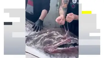 Un rape de 40 kilos causa sensación en la localidad de Bermeo Un rape de 40 kilos causa sensación en la localidad de Bermeo