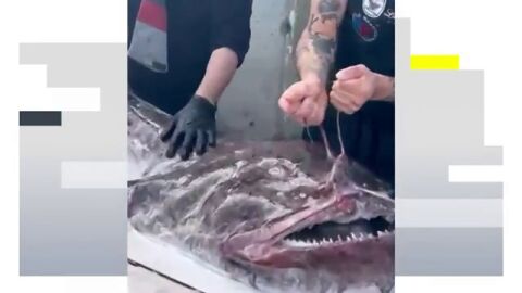 Un rape de 40 kilos causa sensaci&oacute;n en la localidad de Bermeo