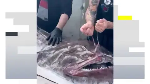 Un rape de 40 kilos causa sensación en la localidad de Bermeo Un rape de 40 kilos causa sensación en la localidad de Bermeo