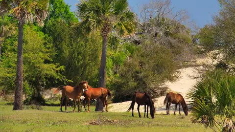 Cumberland Island Cumberland Island