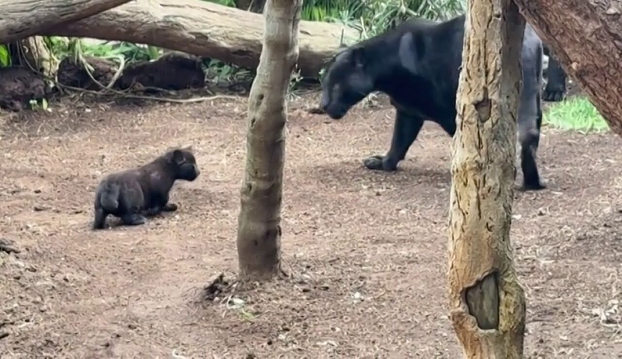 El nacimiento de una nueva cr&iacute;a de jaguar en Tenerife supone un gran avance