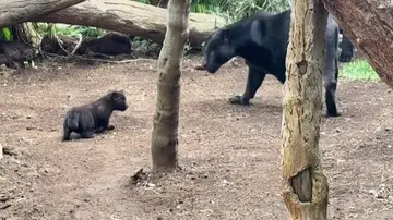 El nacimiento de una nueva cría de jaguar en Tenerife supone un gran avance El nacimiento de una nueva cría de jaguar en Tenerife supone un gran avance