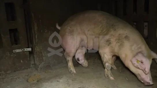 Conviven animales vivos con cadáveres en avanzado estado de descomposición Conviven animales vivos con cadáveres en avanzado estado de descomposición