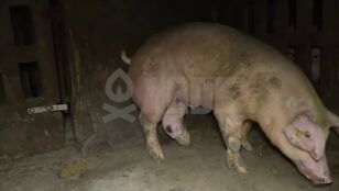 Conviven animales vivos con cad&aacute;veres en avanzado estado de descomposici&oacute;n