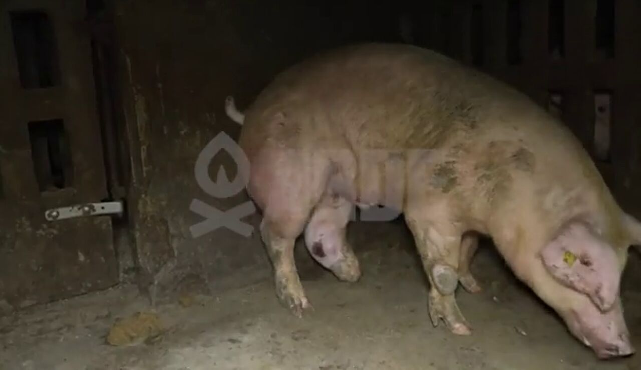 Conviven animales vivos con cad&aacute;veres en avanzado estado de descomposici&oacute;n