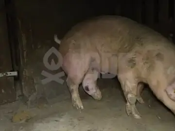 Conviven animales vivos con cadáveres en avanzado estado de descomposición Conviven animales vivos con cadáveres en avanzado estado de descomposición