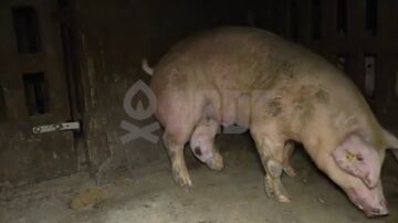 Conviven animales vivos con cad&aacute;veres en avanzado estado de descomposici&oacute;n