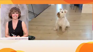 Cairo, el perro viral que ha enamorado a los reyes: Cairo, el perro viral que ha enamorado a los reyes: