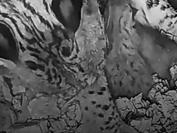 V&Iacute;DEO: Nacen seis cr&iacute;as de lince ib&eacute;rico en el Parque Nacional de Do&ntilde;ana