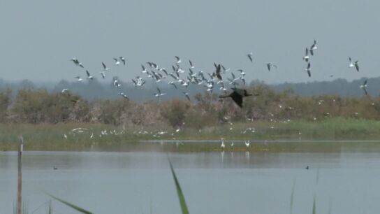 Aves en Do&ntilde;ana