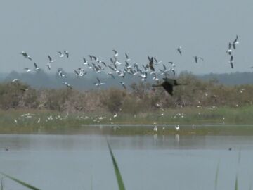 Aves en Do&ntilde;ana