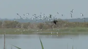 Aves en Doñana Aves en Doñana