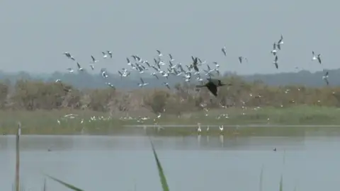 Aves en Doñana Aves en Doñana