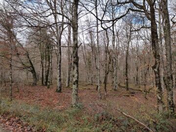 Imagen de archivo de una arbolada