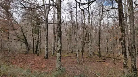 Imagen de archivo de una arbolada Imagen de archivo de una arbolada