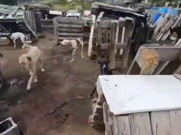 Estaban rodeados de excrementos, conviviendo con sus propios desechos