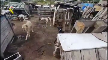 Estaban rodeados de excrementos, conviviendo con sus propios desechos