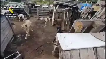 Estaban rodeados de excrementos, conviviendo con sus propios desechos Estaban rodeados de excrementos, conviviendo con sus propios desechos