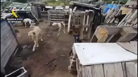 Estaban rodeados de excrementos, conviviendo con sus propios desechos Estaban rodeados de excrementos, conviviendo con sus propios desechos