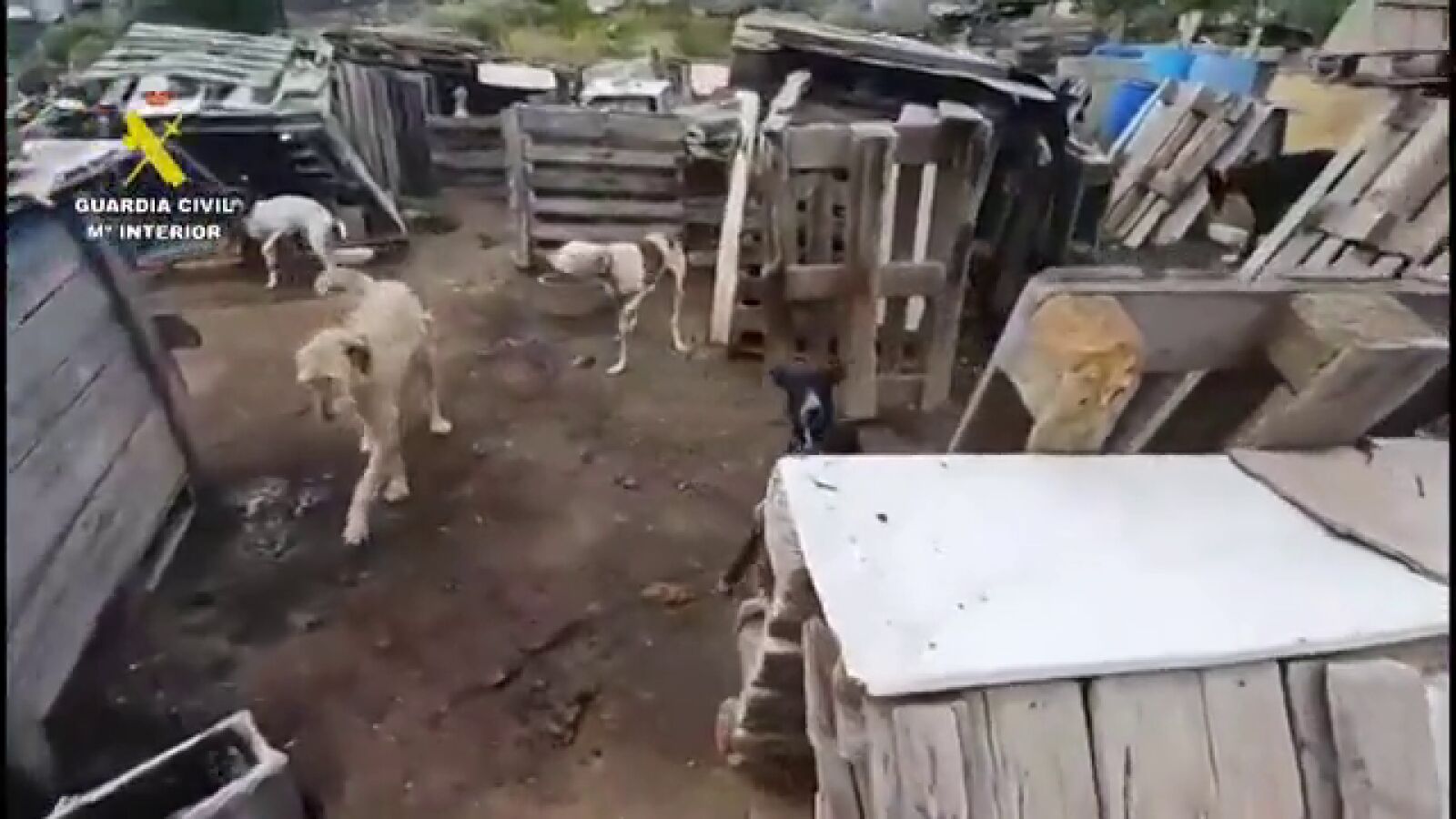 Investigado por maltrato animal el dueño de 29 perros, 6 de ellos recién nacidos: convivían entre excrementos
