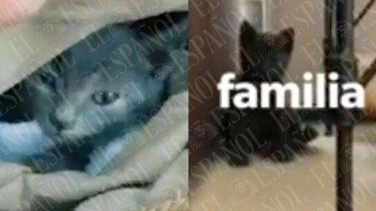 EL gato de J&eacute;ssica y &Aacute;balos