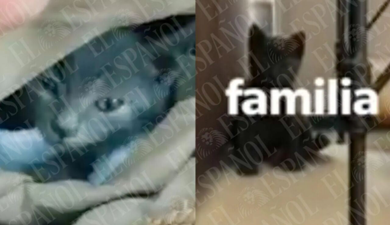 EL gato de J&eacute;ssica y &Aacute;balos