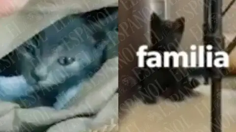 EL gato de Jéssica y Ábalos EL gato de Jéssica y Ábalos