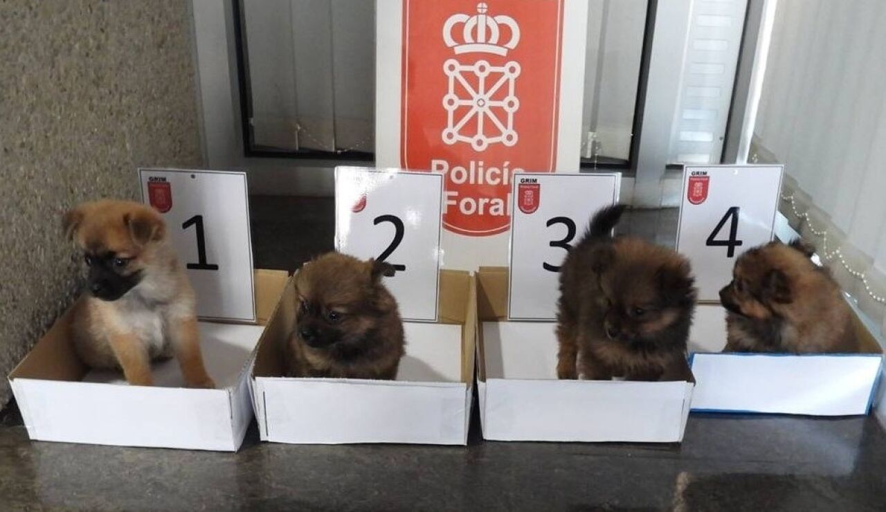 Dos investigados por abandonar cuatro cachorros de perro en un contenedor