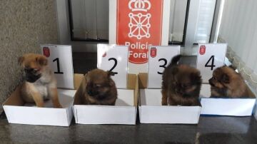 Dos investigados por abandonar cuatro cachorros de perro en un contenedor