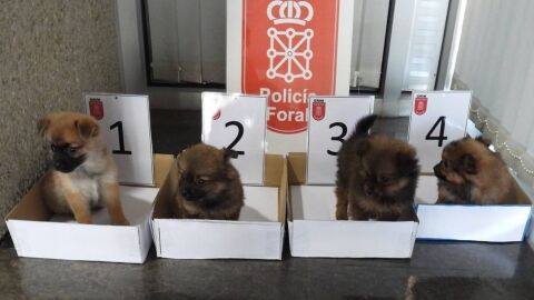 Dos investigados por abandonar cuatro cachorros de perro en un contenedor