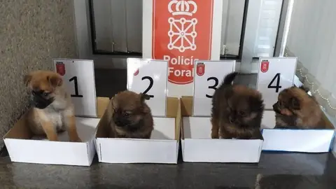 Dos investigados por abandonar cuatro cachorros de perro en un contenedor Dos investigados por abandonar cuatro cachorros de perro en un contenedor