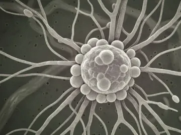 Archivo Hongo Archivo Hongo