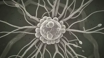 Archivo Hongo Archivo Hongo