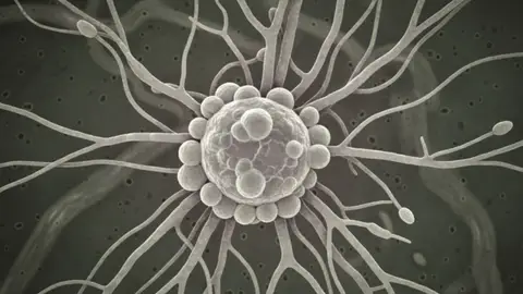 Archivo Hongo Archivo Hongo