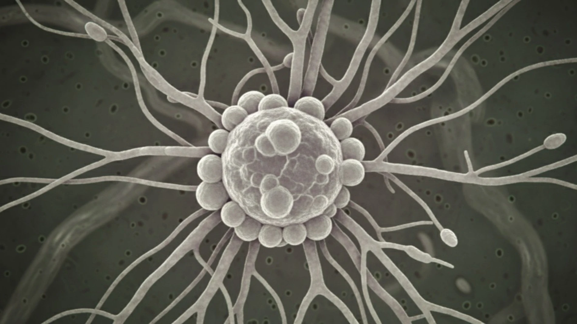 Archivo Hongo Archivo Hongo