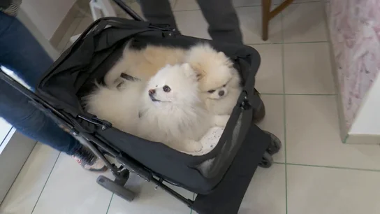 Imagen de dos perros Imagen de dos perros
