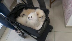 Imagen de dos perros 