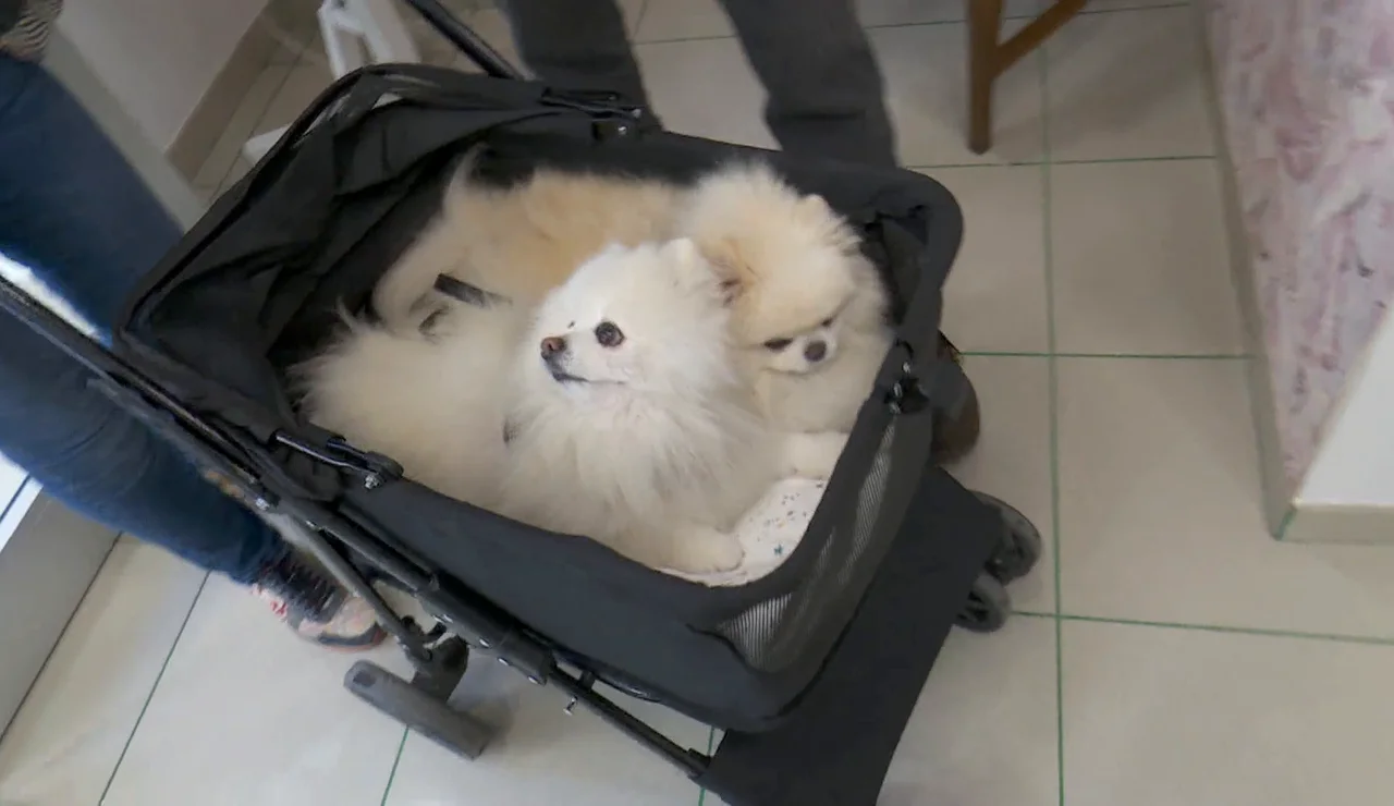 Imagen de dos perros