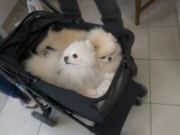 Imagen de dos perros 