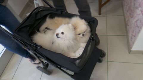 Imagen de dos perros 