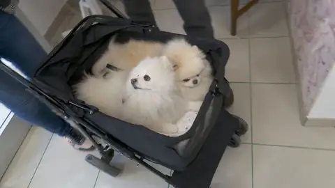 Imagen de dos perros Imagen de dos perros