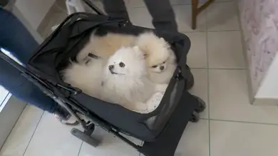 El boom de los 'pet beauty': El boom de los 'pet beauty':