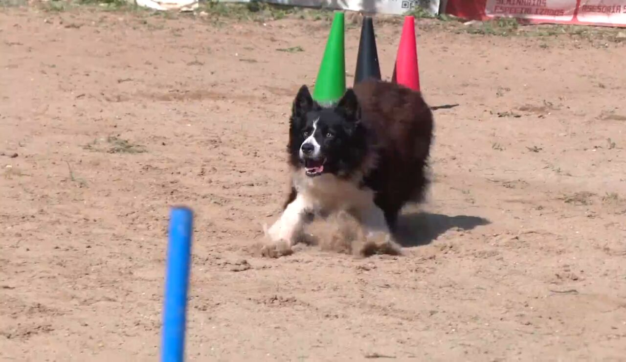 Toni Aguilar y su perro Zizou compiten por quinto a&ntilde;o consecutivo en el Mundial de Obediencia Canina