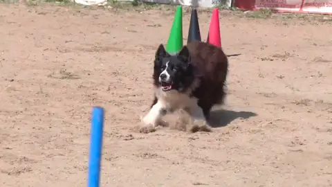 Toni Aguilar y su perro Zizou compiten por quinto año consecutivo en el Mundial de Obediencia Canina Toni Aguilar y su perro Zizou compiten por quinto año consecutivo en el Mundial de Obediencia Canina