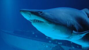 Ataque Tibur&oacute;n