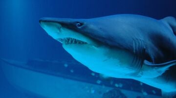 Ataque Tibur&oacute;n